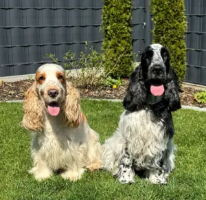 Popov und Suki